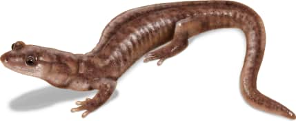 Berry Cave Salamander — Metamorphosed form