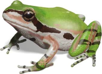 Ornate Chorus Frog