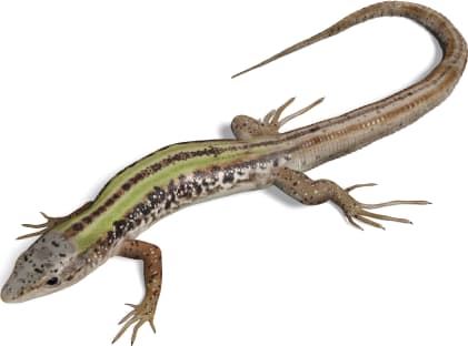 Italian Wall Lizard