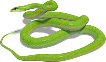 Rough Greensnake