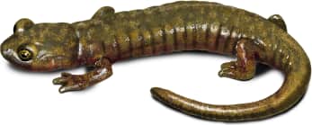 Limestone Salamander