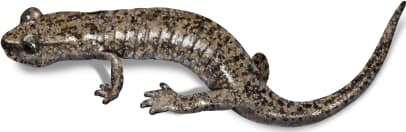 Mount Lyell Salamander