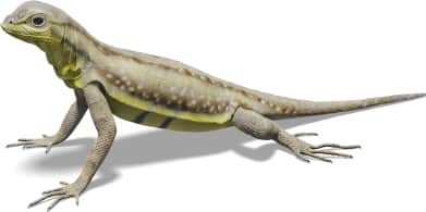 Keeled Earless Lizard