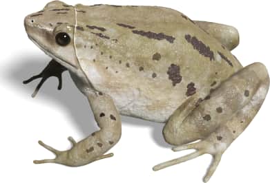 Mazatlan Narrow-mouthed Toad