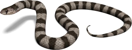 Chihuahuan Hook-nosed Snake