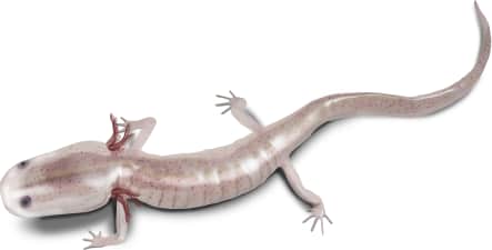 Georgia Blind Salamander