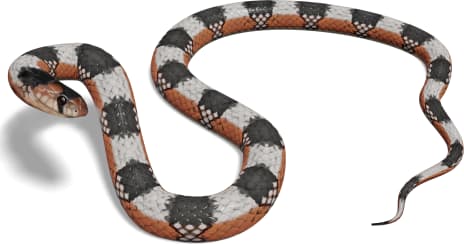 Thornscrub Hook-nosed Snake