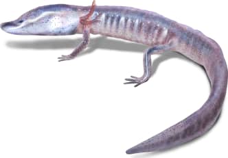 Austin Blind Salamander