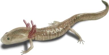 Barton Springs Salamander