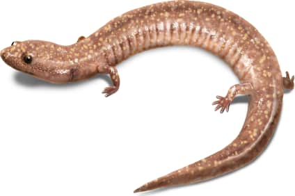 West Virginia Spring Salamander