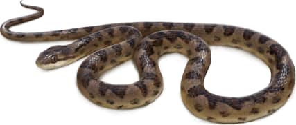 Northern Cat-eyed Snake