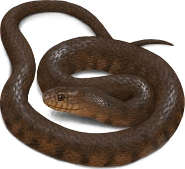 Florida Green Watersnake