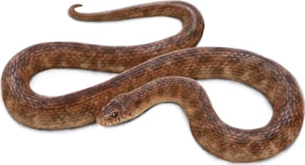 Concho Watersnake