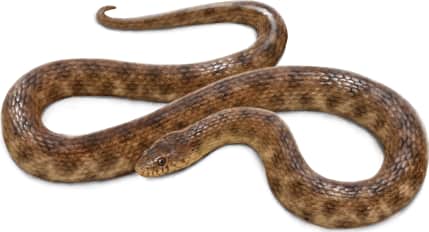 Brazos River Watersnake