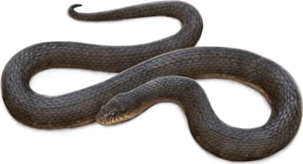 Plain-bellied Watersnake
