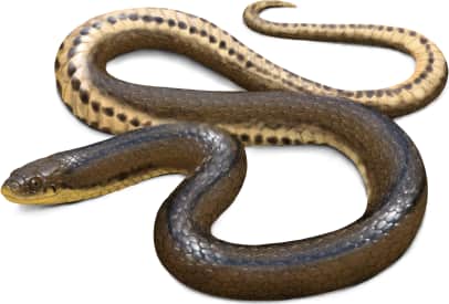 Glossy Swampsnake