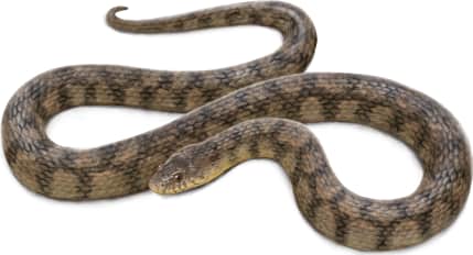 Diamondback Watersnake