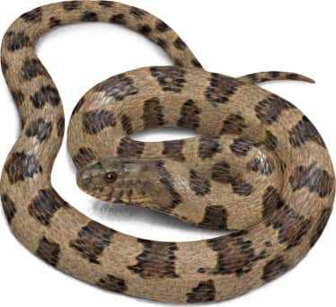 Brown Watersnake