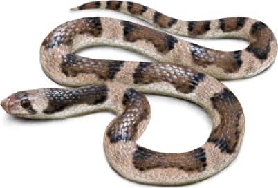 Saddled Leafnose Snake