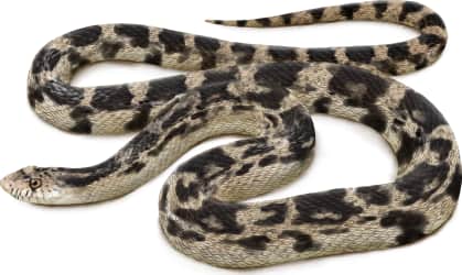 Pine Snake