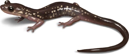 Cow Knob Salamander