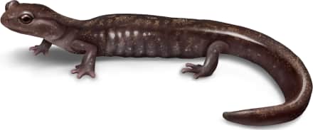 Cheat Mountain Salamander