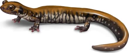 Pigeon Mountain Salamander