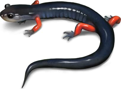 Red-legged Salamander