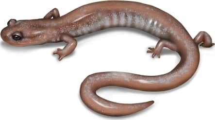Siskiyou Mountains Salamander