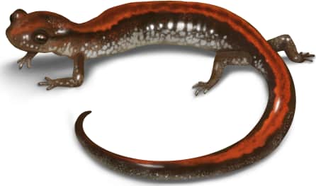 Southern Red-backed Salamander
