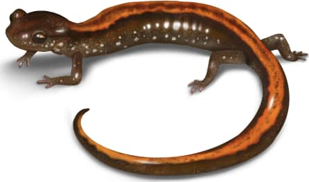 Western Red-backed Salamander
