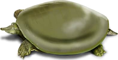 Chinese Softshell Turtle