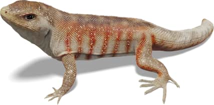 Hispaniolan Khaki Curlytail