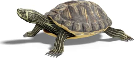 Pond Slider — Yellowbelly slider