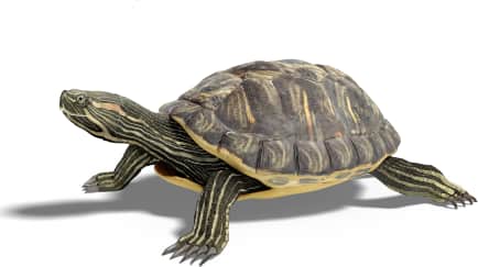 Pond Slider — Cumberland Slider