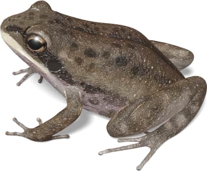 Southern Chorus Frog