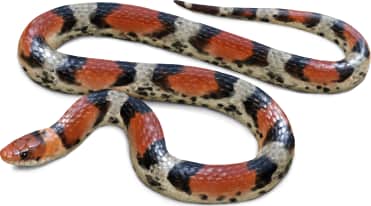 Scarletsnake