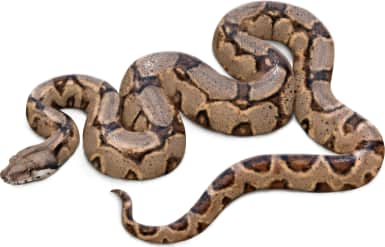 Boa Constrictor