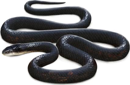 Western Ratsnake