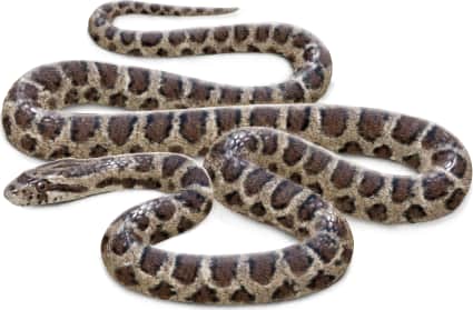Great Plains Ratsnake