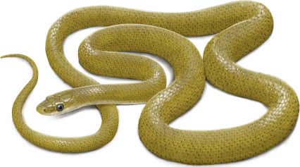 Green Rat Snake