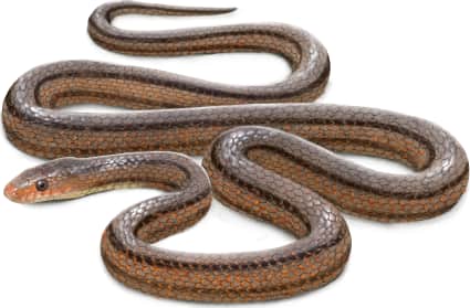 Baird's Ratsnake