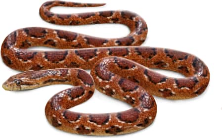 Corn Snake