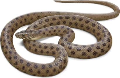Narrowhead Garter Snake