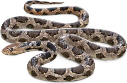 Eastern Foxsnake