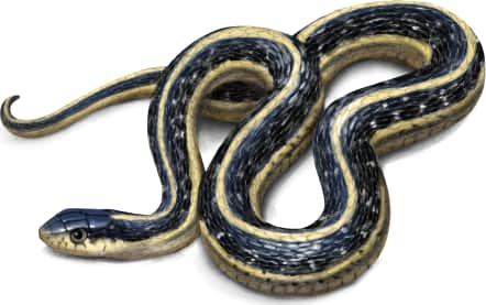Western Terrestrial Garter Snake