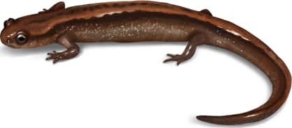 Western Dwarf Salamander