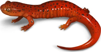 Red Salamander