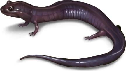 Red Hills Salamander