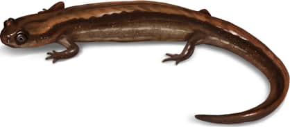 Coastal Plain Dwarf Salamander